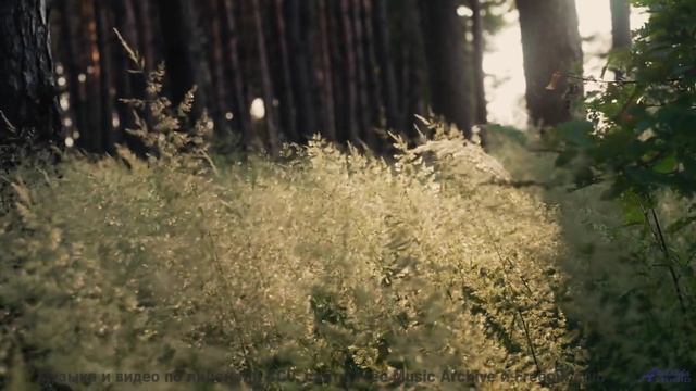 Эти леса под эту музыку - восторг - Smiling Cars -- Crowander -- Commercial 30 Seconds (filmtv music
