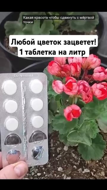 Любой цветок зацветёт