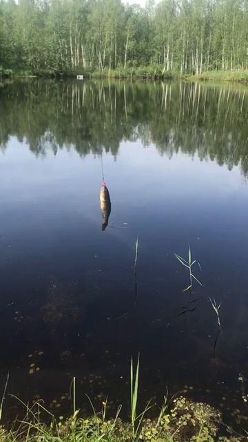 Ещё один присел на мормо!