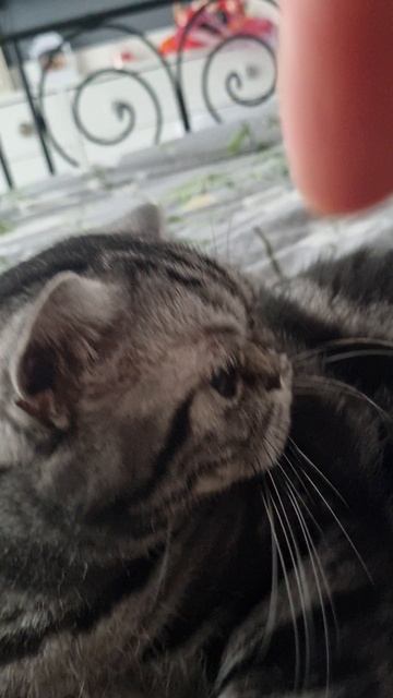 Кот "царевич"! #cat #кот