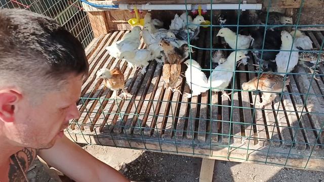 пересаживаем наших 20 дневных курочек из брудера в клетку
