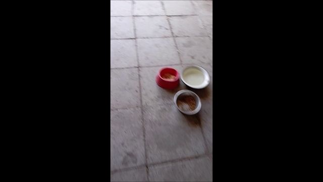 Собака. Том