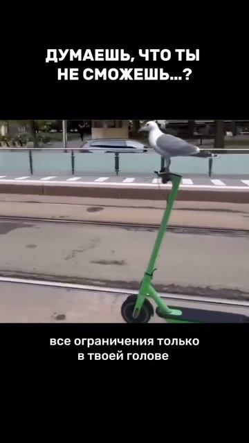 Чайка смогла, а ты тем более можешь 😎