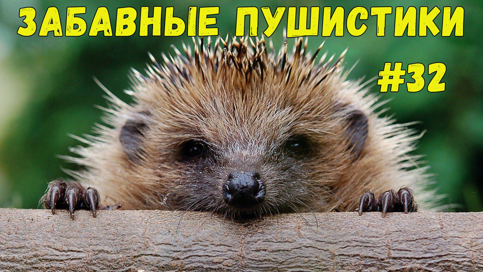 Я РЖАЛ ДО СЛЕЗ 😹 СМЕШНЫЕ КОШКИ И СОБАКИ  СМЕШНЫЕ ЖИВОТНЫЕ 2025 😹 ЛУЧШИЕ ПРИКОЛЫ #32
