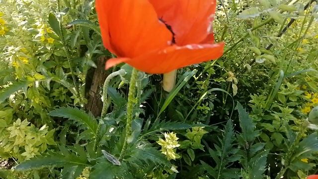 Цветут маки. Ставрополь. #цветутмаки#