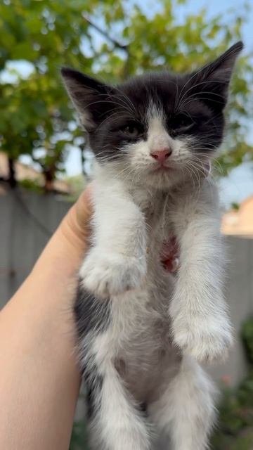 Два чёрно-белых мальчика и одна девочка. Возраст 2 месяца. Очень умненькие. На лоточек ходят, едят к