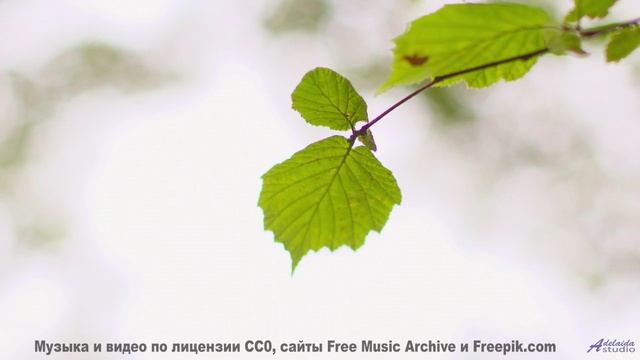 Эта мелодия повышает IQ - научно доказано! - TLC + THC -- Tadz -- Soul Symphonies Vol.1