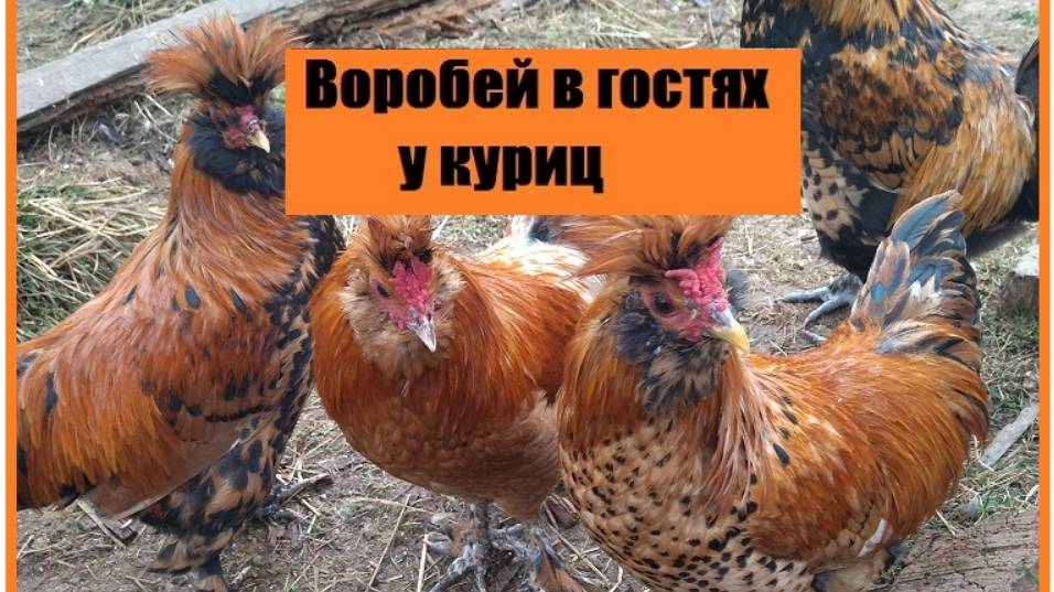 Из жизни кур: воробей купается в куриной сухой ванне