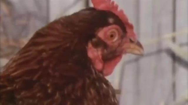 Деревенский быт.