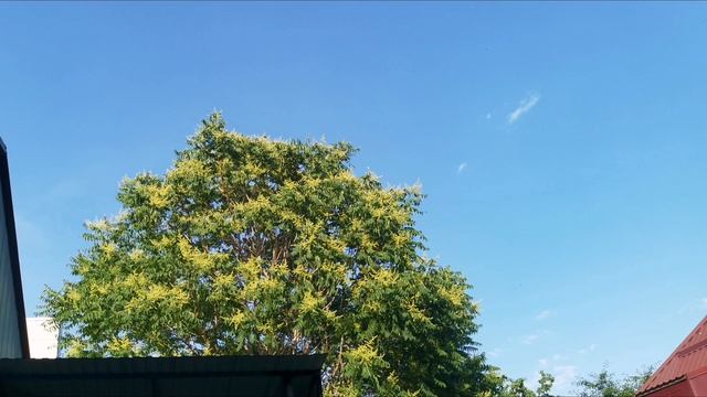 Дерево цветёт с запахом спермы 😶