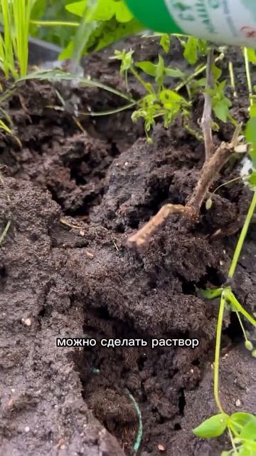Изгоняет муравьёв с вашего участка
