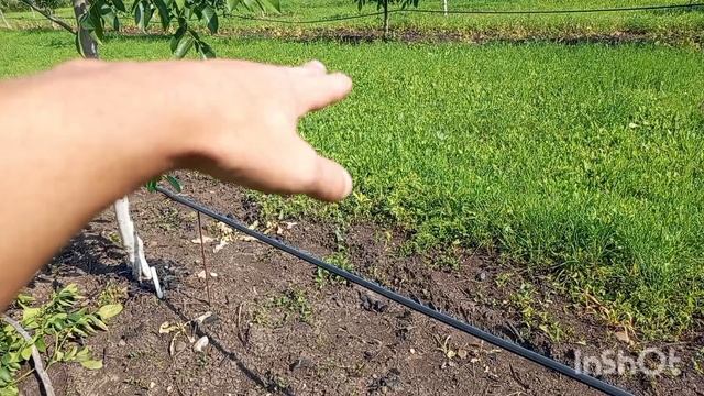 Формировка ореха с минимальной обрезкой.