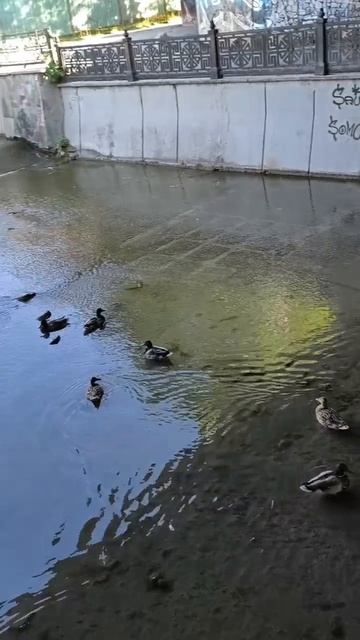 Уточки