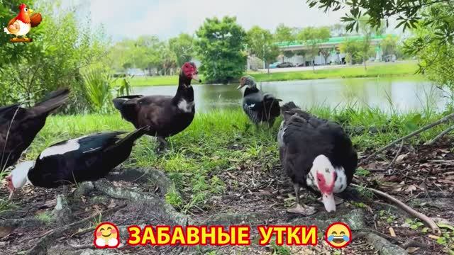 Забавные утки мускусные и пекинские на свободном выгуле ч.(57) ❣️🤗😂