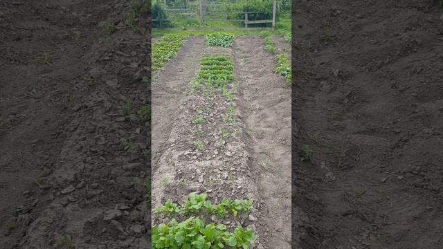 Огород на 08.06.25