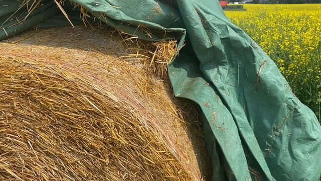 Флис для укрытия скирд соломы/сена от Лелаф. Рулоны через год хранения, когда поле рапса уже цветёт