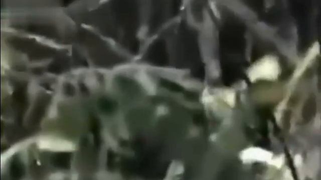 Подозрительная активность Йови.