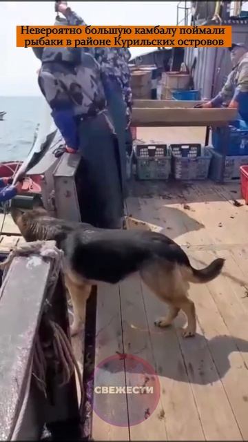 Невероятно большую камбалу поймали рыбаки в районе Курильских островов