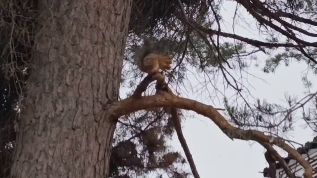 белочка