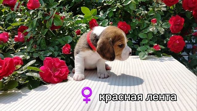Щенки бигль питомник Хелен Хистори, д.р.8.05.25