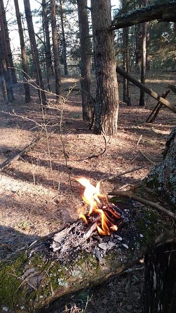 Отличный способ древних славян обжечь крупные ветви у деревьев
