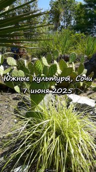 Парк Южные культуры, Сириус, Сочи. 7 июня 2025