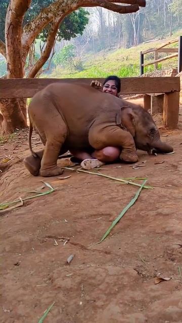 Настоящие друзья.Слонëнок