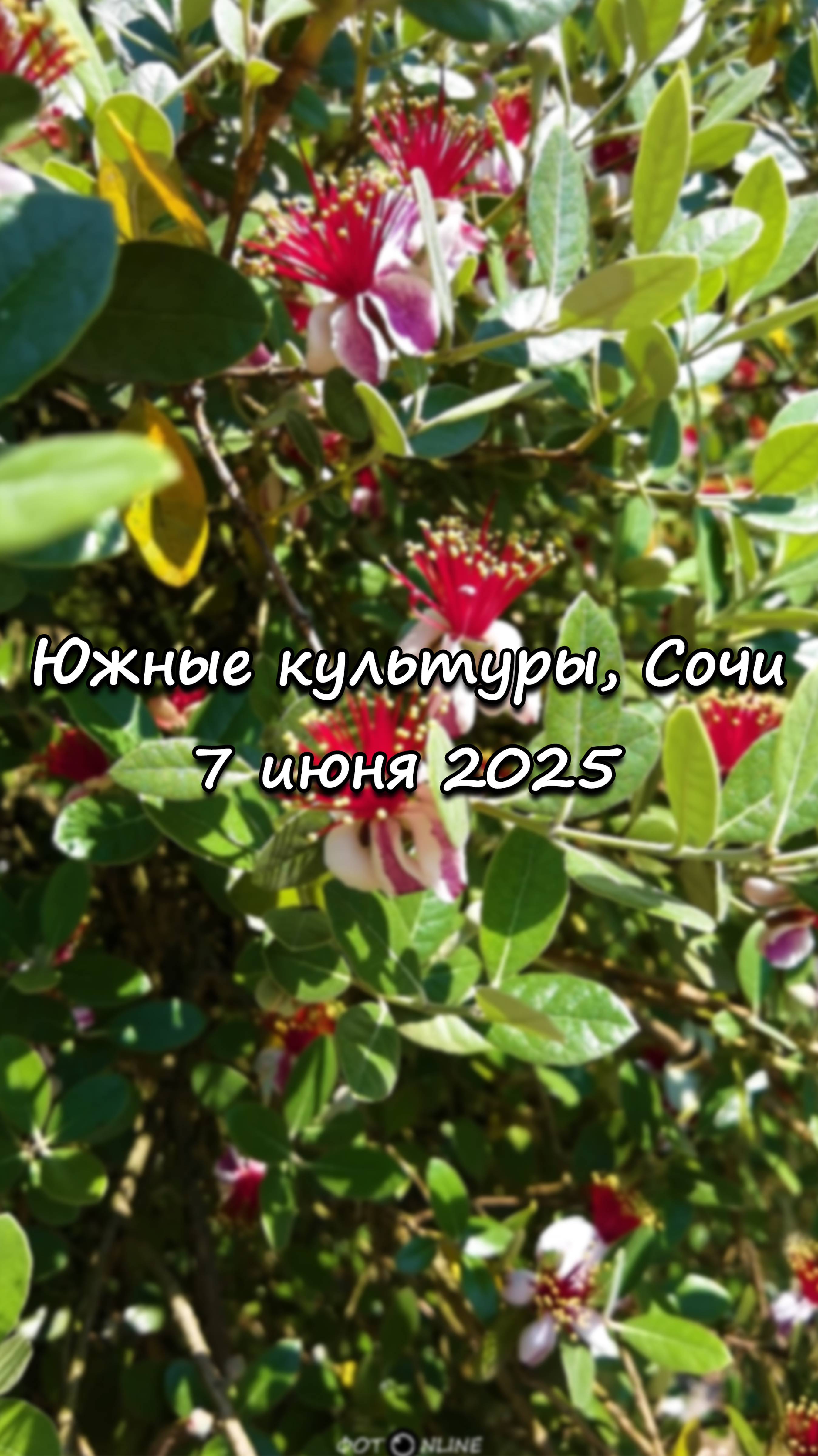 Парк Южные культуры, Сириус, Сочи. 7 июня 2025