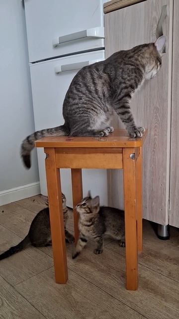 Котята играют