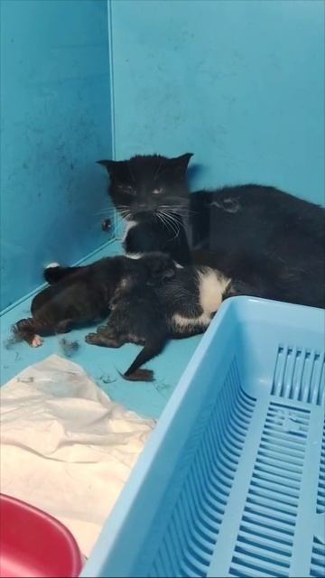 Кошка и котята чёрные и маркизные ищут дом🙏