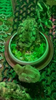 Ассорти птенцов из семейства фазановых и семейства тетеревиных.