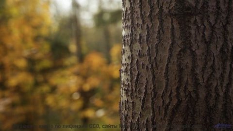 Шёпот леса и мощный дроп! - The Fork, the Fish, and the Road in the Sky -- Ayla Nereo -- Play Me a T