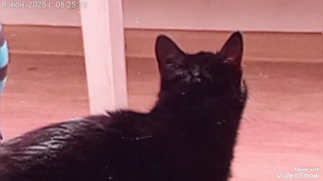 МОИ ЛЮБИМКИ 🐈🐈🐈♥️