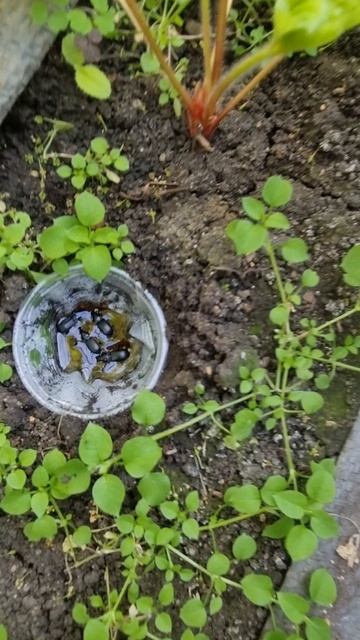 Проволочник ловля родителей его Стрекача