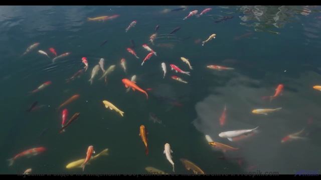 Эти места скрывают тайны - а музыка их раскроет! - Miseria (XXXIX) -- opo -- Estudios Indigeniformes