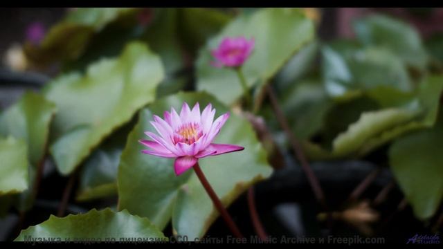 Мелодия, делающая даже дождь за окном машины романтичным - April Showers -- HoliznaCC0 -- Spring at