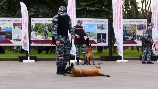 Кинологи приняли участие в мероприятиях тематического дня МВД России на Поклонной горе
