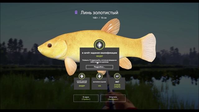 Линь золотистый на озере Медвежье, в игре Русская Рыбалка 4
