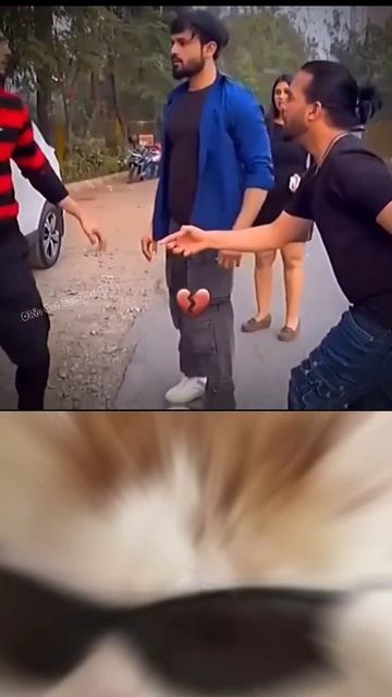 Cat funny #fyp #viral #funny #meme #cat #shorts #Rushorts