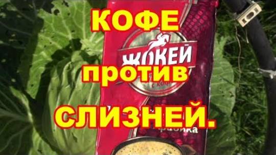 Кофе против слизней — как применять и как часто обрабатывать в 2025