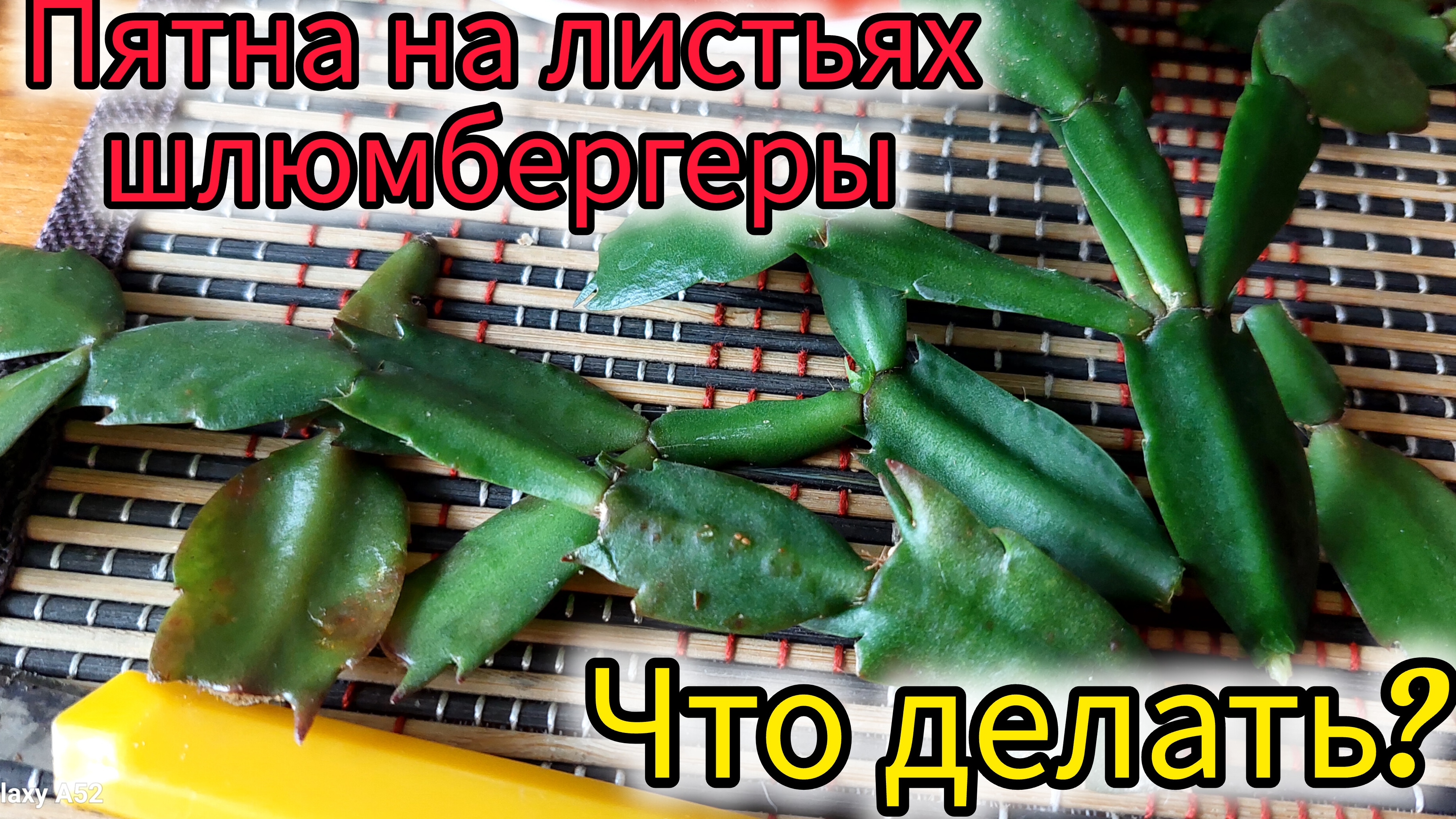 Пятна на листьях шлюмбергеры