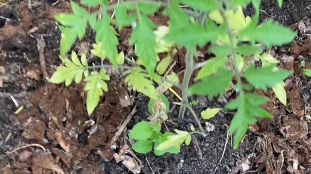 Iудачный эксперимент с гущей от барматухи на томатах в открытом грунте.
