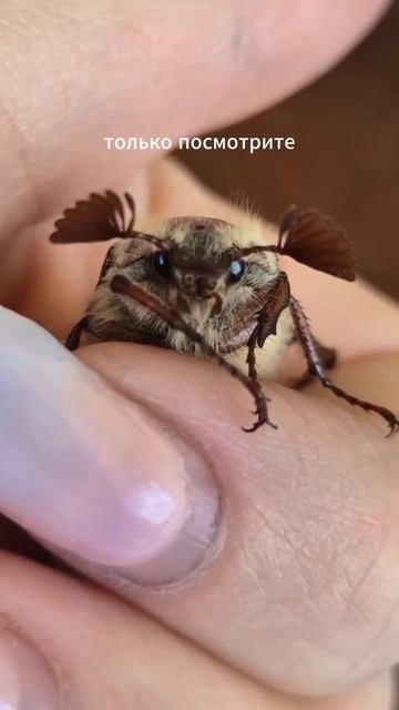 🐞Москвичка сделала обзор на майского жука, которые сейчас летают в городе🐞