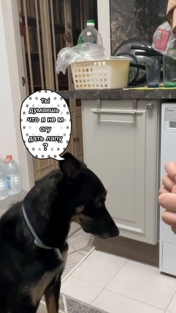 Хочешь лапу — заслужи!