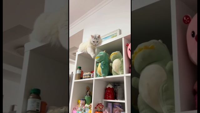 Смешные животные!)