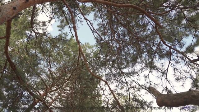 Тишина ломается, когда звучит столь сильная композиция - Hey, Augusta -- The Agrarians -- Hey, Augus