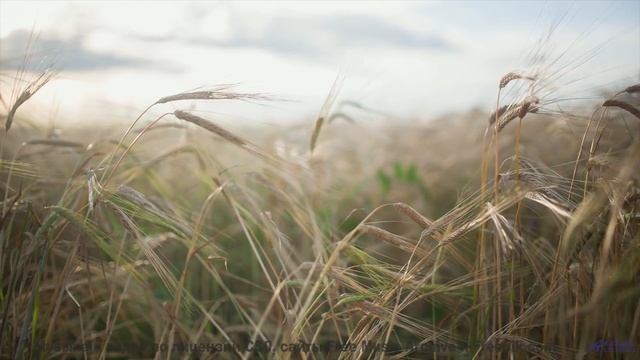 Звуки, которые превратят вас в сверхчеловека - проверьте! - Just what I had Saw in the Lands down th