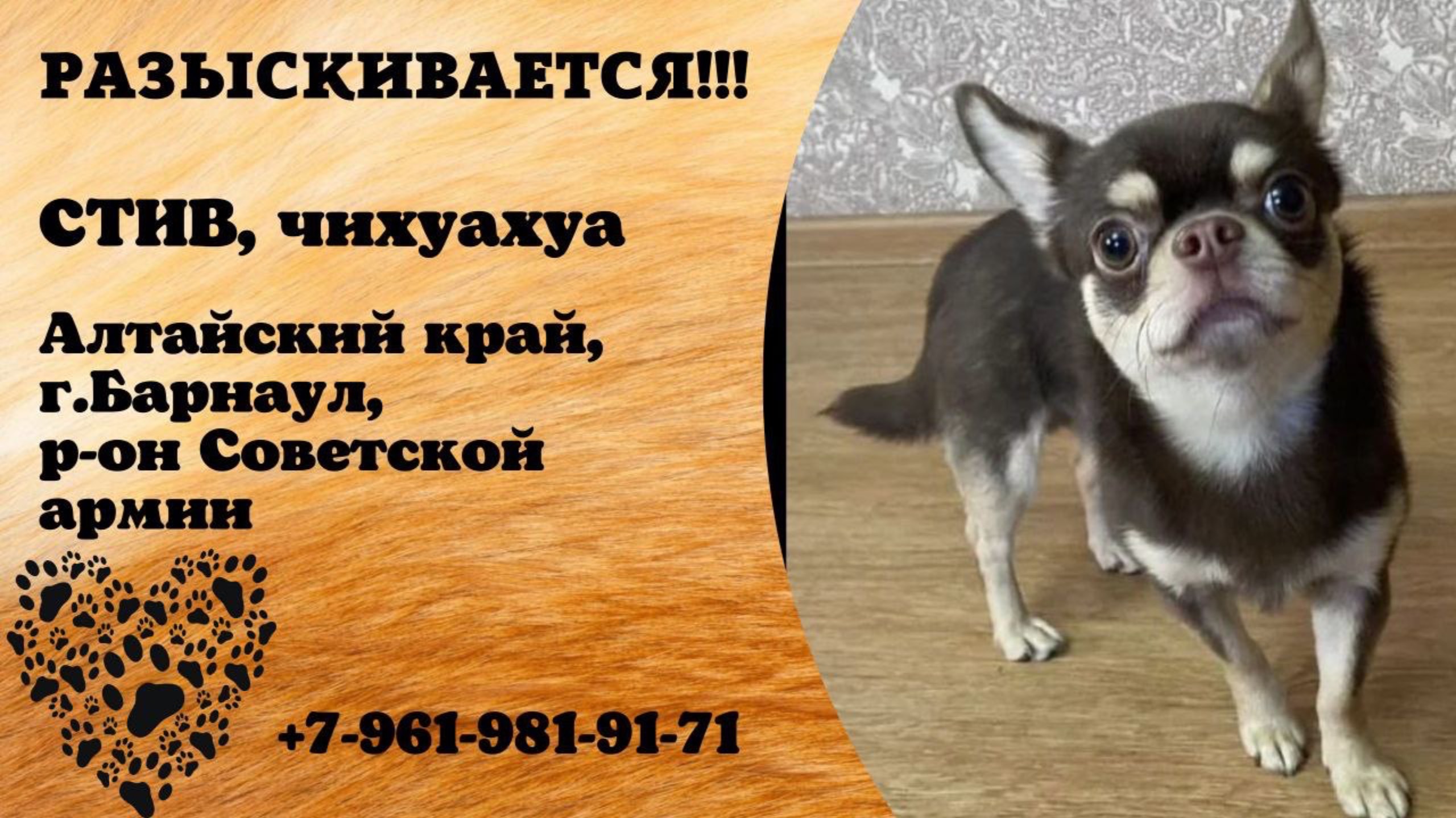 Пропала собака! СТИВ, чихуахуа. Алтайский край, г.Барнаул.