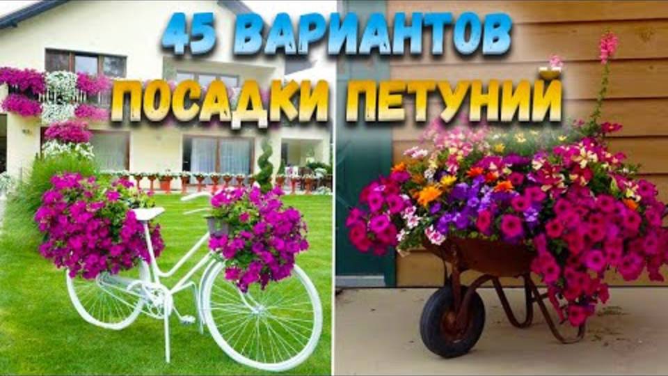 45 ВАРИАНТОВ КРАСИВОЙ ПОСАДКИ ПЕТУНИЙ🌷