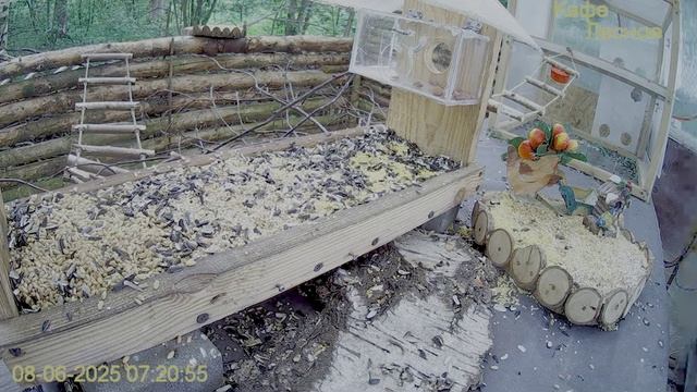 Уже два бурундука пытаются делить кормушку